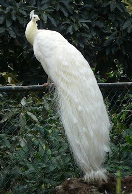 Animals Zoo Park: White Peacocks Photos, Pictures