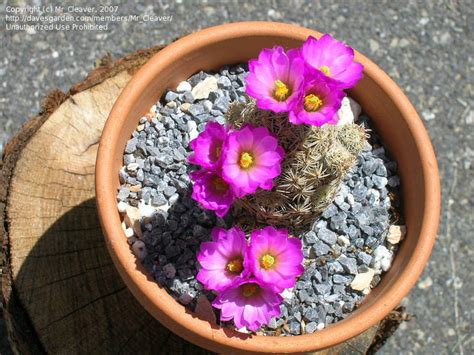 Plantfiles Pictures Birdfoot Cactus Nellie Cory Cactus Escobaria