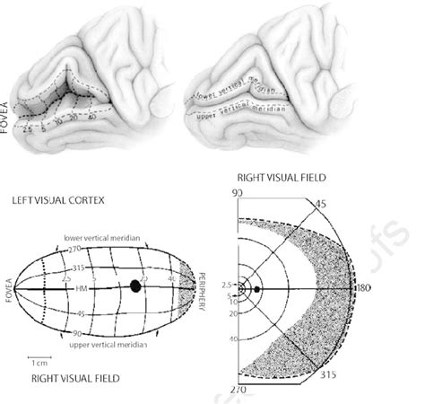 Schematic Illustration Of The Retinotopic Organization Of The