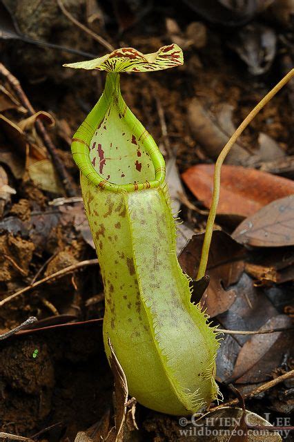 Stock Photograph Of Nepenthes Graciliflora From Romblon Philippines