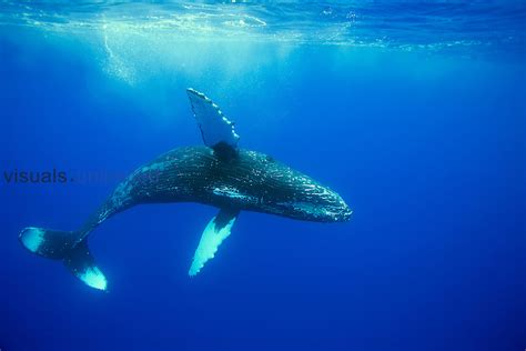 Humpback Whale Megaptera Novaeangliae Visuals Unlimited