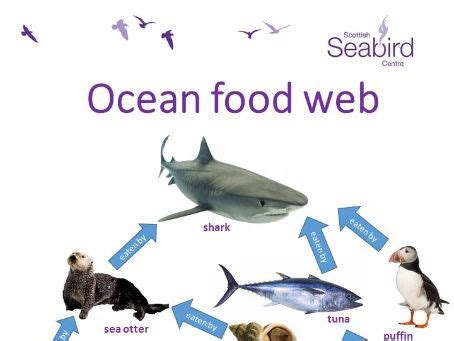 Ocean Food Web Worksheet