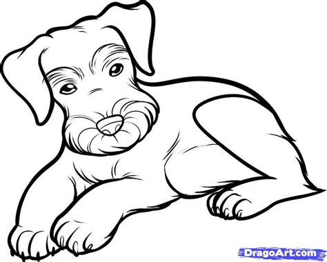 Schnauzer Coloring Page At Getcolorings Free Printable Colorings