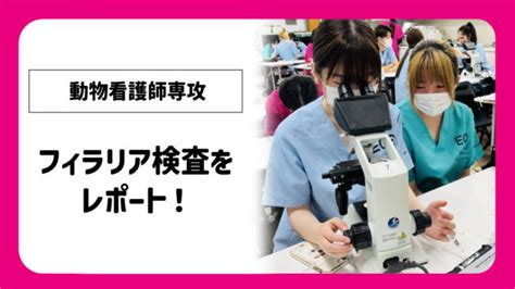 【動物看護師専攻】フィラリア検査をレポート！ 【スタッフブログ】eco日記｜名古屋eco動物海洋専門学校