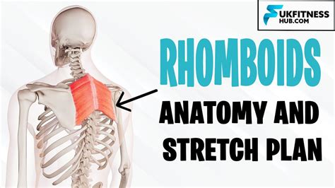 Rhomboid Major And Minor Anatomy And Best Stretches For Tightness Soreness And Upper Back Pain