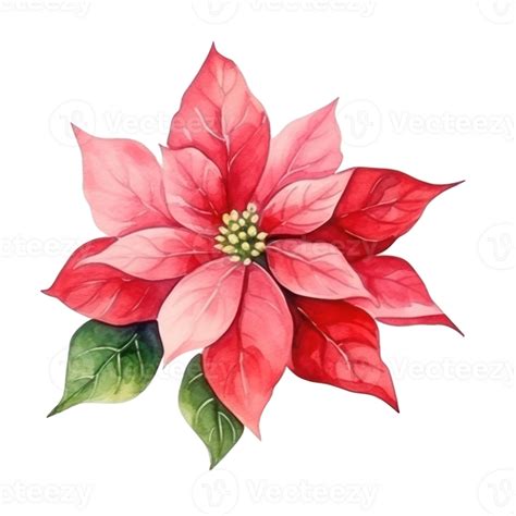 Watercolor Poinsettia Flower Isolated 30768561 Png