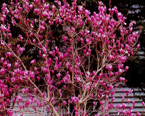 Beautifully Blooming Magnolia Ann - Seeds of Life