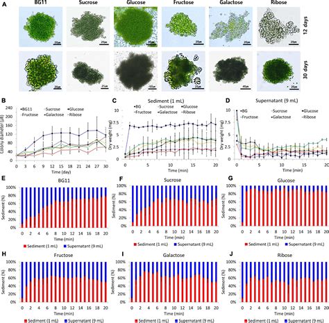 Frontiers Enhancement Of Biomass Production In Colony Forming Green