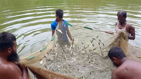 Most Amazing Rohu Fish Farming | Everyone Should Watch This Fishing ...