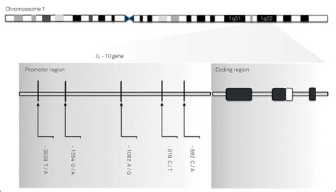 Scielo Brasil Alzheimers Disease And Cytokine Il 10 Gene Polymorphisms Is There An