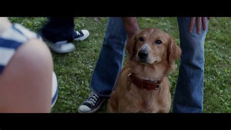 Собачья жизнь - Трейлер (дублированный) 1080p - YouTube