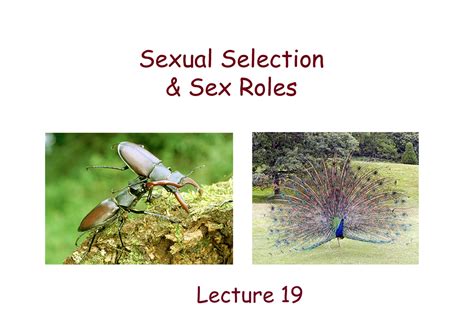 Lecture 19 Sexual Selection Sex Roles Sexual Selection And Sex Roles