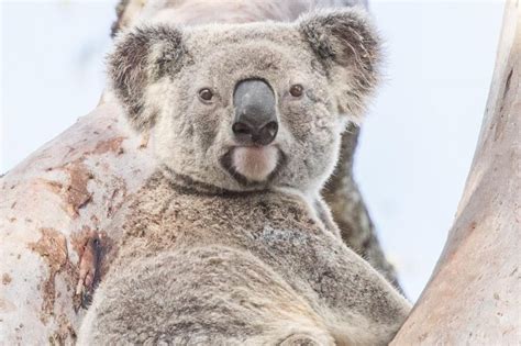 Moreton Bay Koala Rescue Inc. | Wildlife Watcher