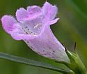 Agalinis Purpurea Purple False Foxglove Minnesota Wildflowers