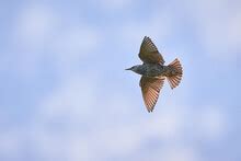 Female Starling Bird Free Stock Photo - Public Domain Pictures