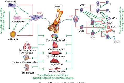 Figure 1 From Evidence For Bone Marrow Adult Stem Cell Plasticity