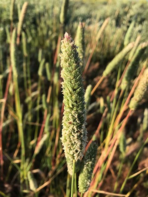 Phalaris Aquatica Calflora