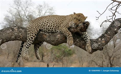 Leopard Resting In Tree Stock Photo - Image: 10469990