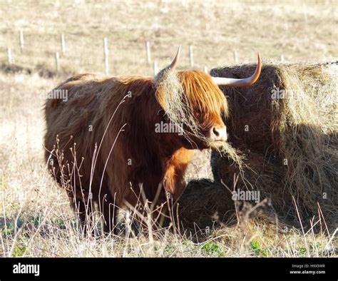 Highland Cattle Cows In Field Sheffield Uk Stock Photo Alamy