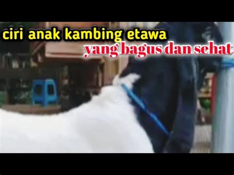 Cara Memilih Anak Kambing Etawa Ras Kaligesing Youtube