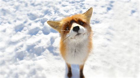 Cute Fox Wallpapers - Wallpaper Cave