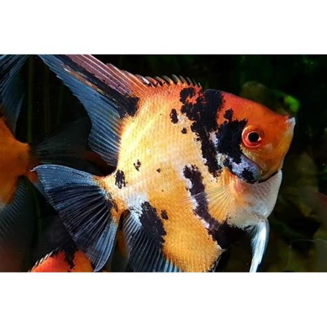 Angelfish Koi Hollywood Fish Farm Online