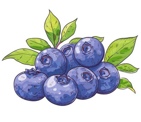fotos de dibujos plantas arandano  fotos de stock gratuitas de