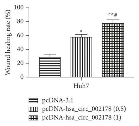 Overexpression Of Hsa CircRNA 002178 Facilitated HCC Cell Proliferation