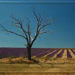 Lavander Provence France We Love Provence