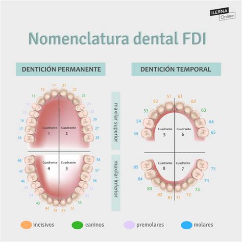 Nomenclatura dientes el Código Internacional FDI Zahnarzthelferin