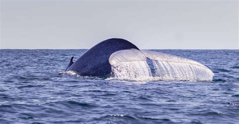 São Miguel Azores: Half-Day Whale Watching Trip | GetYourGuide