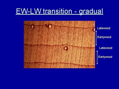 Softwood Anatomy Longitudinal Tracheids Earlywood And Latewood Earlywood