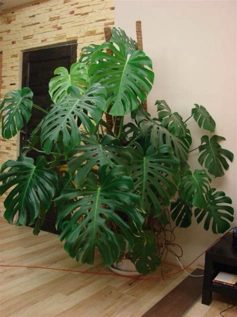 Monstera Plant For Indoor Garden