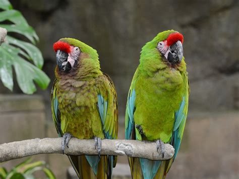 The Online Zoo - Military Macaw