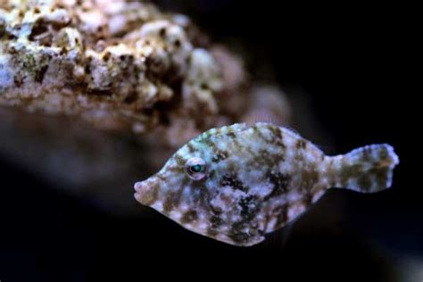 The Amazing Aiptasia Eating Filefish - Are they Reef Safe?