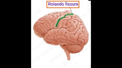 Fissure Of Rolando Youtube