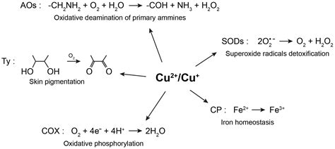 Biomolecules Free Full Text Copper Ions And Parkinsons Disease Why Is Homeostasis So Relevant