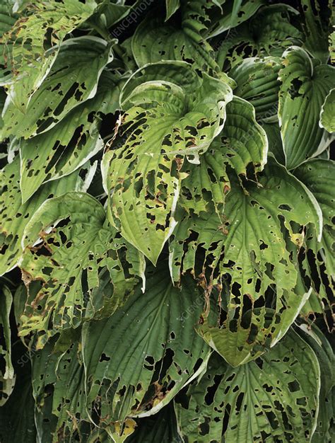 Slug And Snail Damage To Leaves Stock Image B2700010 Science