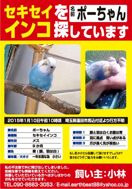 新しい 鳥 ペット 名前