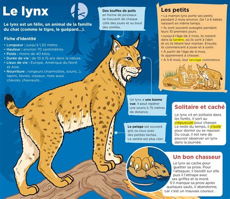 El Lince Documentaire Animaux Animaux Nom Des Animaux