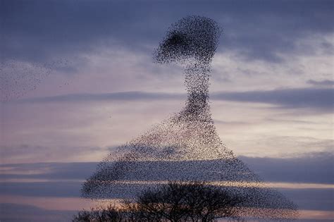 How to Photograph Flocks of Birds - Nature TTL