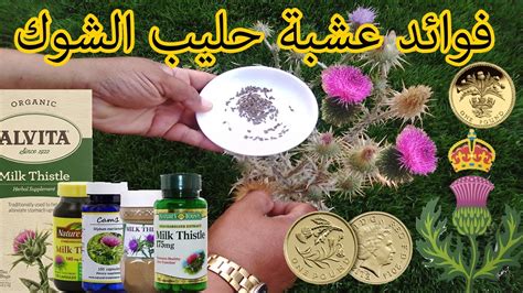 فوائد عشبة حليب الشوك Milk Thistle The Amazing Herb for Your Liver