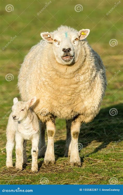 Female Sheep Eating Grass And Hay In Farm Stock Photography