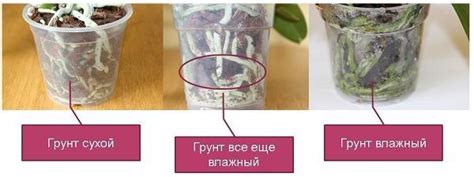 Когда поливать орхидею после пересадки и через сколько дней в первый ...