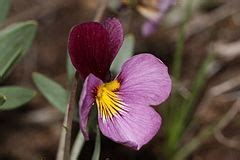 Viola Trinervata Wikipedia Ti Ng Vi T