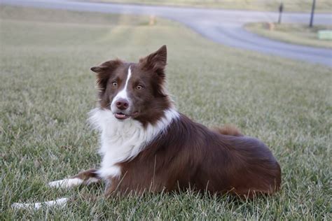 Chocolate Border Collie By Rockiesforlife On Deviantart