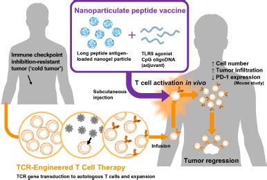 A Phase Trial Of Nyeso Specific Tcrengineered Tcell Therapy