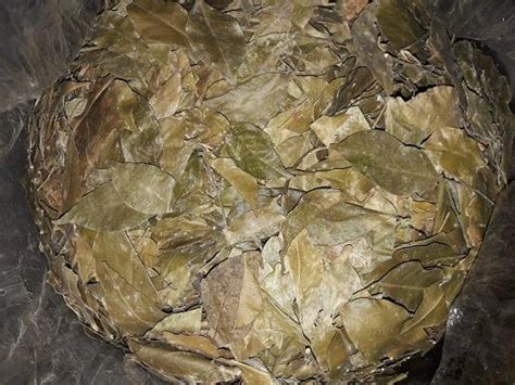 Jual Daun Kemuning Kering 500 Gram Di Lapak Ricky Indra Kusuma Bukalapak