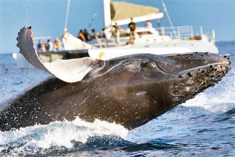 Scientists have 20-minute “conversation” with a humpback whale • Earth.com