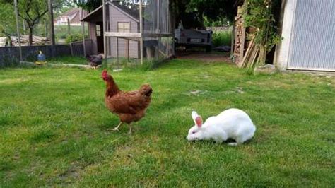 Un Fermier Poss De Des Lapins Et Des Poules